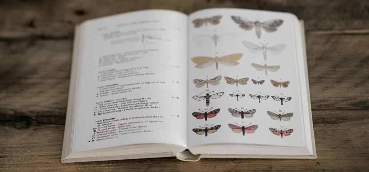 A book lies open on a table. On the left page, different butterfly species are named. On the right page, there are illustrations of the different butterfly species