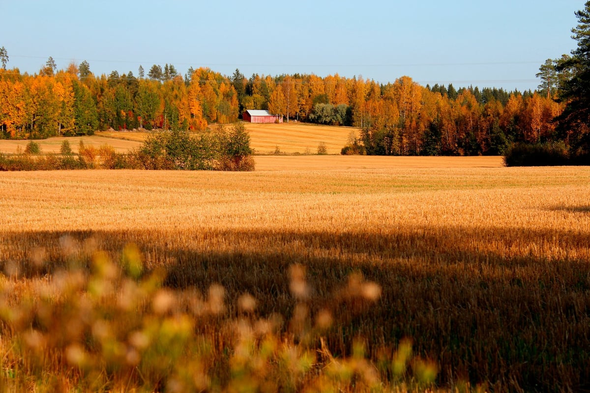 Golden stubble field, autumn birch line and a red barn, Humppila, Finland