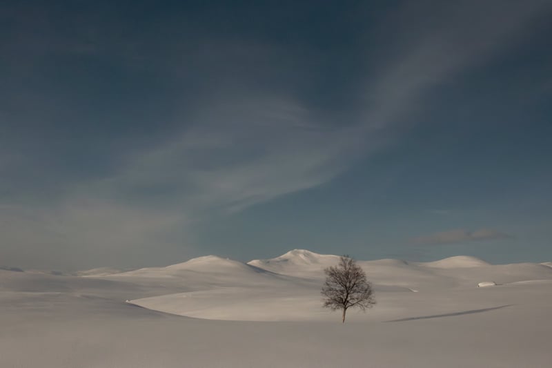 A lone tree on a snowfield under grey sky