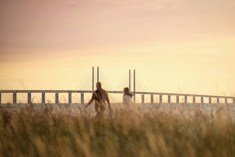 Två personer som går genom gyllene vass, Öresundsbron i bakgrunden