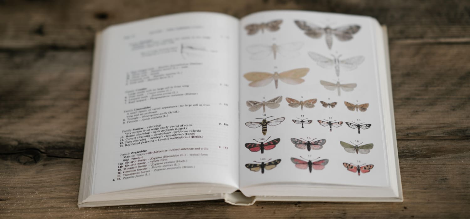 A book lies open on a table. On the left page, different butterfly species are named. On the right page, there are illustrations of the different butterfly species  